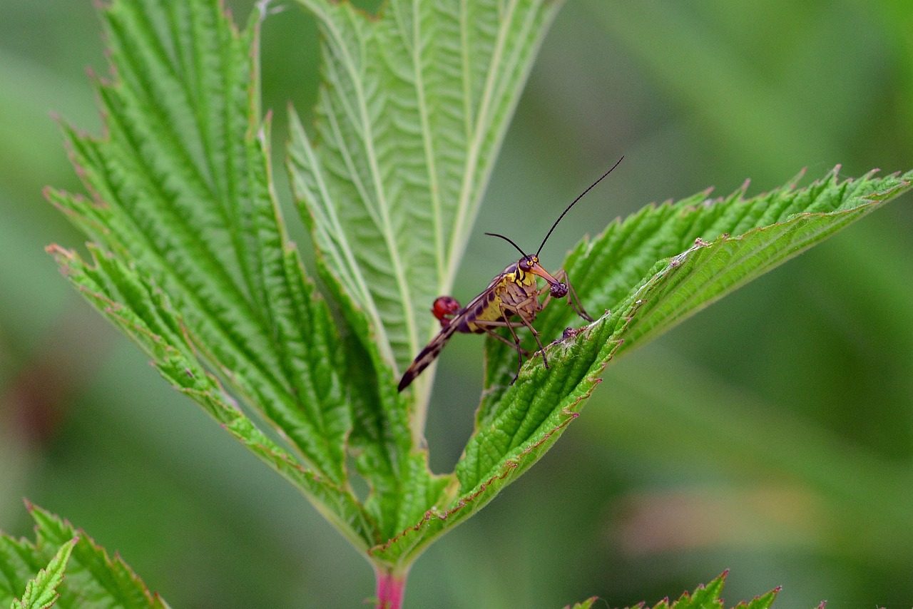 What Does It Mean To Dream About Scorpions