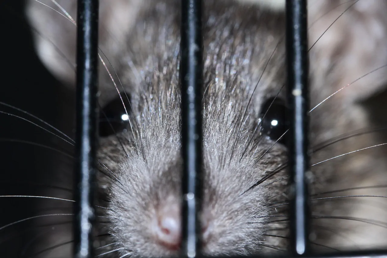 Imagem sobre what does it mean to dream about rats?