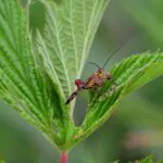 What Does It Mean To Dream About Scorpions